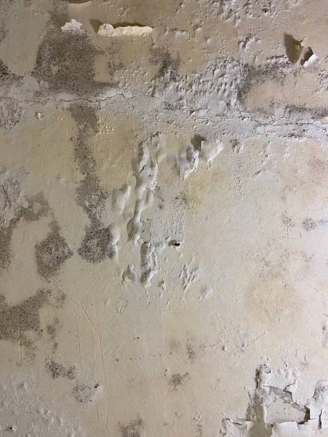 Best Commercial Mold Removal  in Bremen, IN