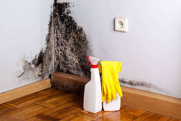 Best Mold Damage Repair  in Bremen, IN